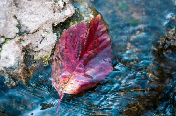 Autumn leaf on the water — Stock Photo, Image