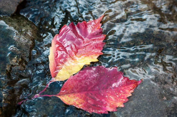 水の上の紅葉 — ストック写真