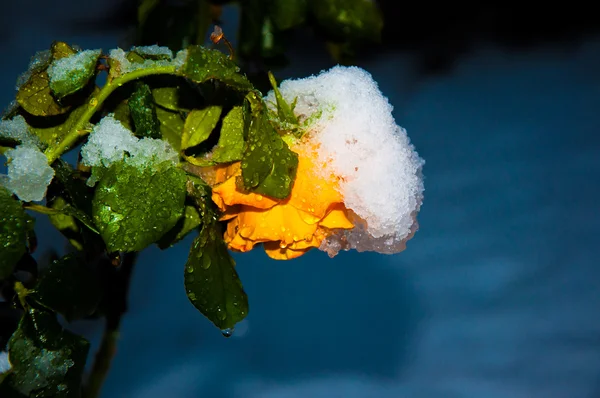 Роза и снег — стоковое фото