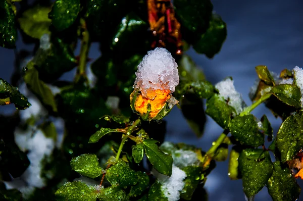 Rosa e neve — Fotografia de Stock