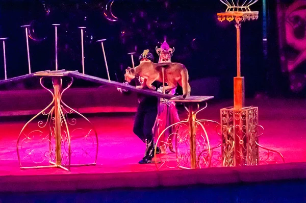 Tamer en el circo y el puma canadiense en la atracción "El cuento del este " —  Fotos de Stock