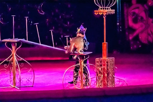 Tamer no circo e o canadense Cougar em atração "O Conto do Oriente " — Fotografia de Stock