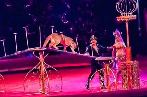 Tamer in het circus en de Canadese Cougar in attractie "The Tale Of The East" — Stockfoto