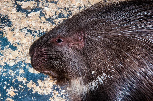 Porcupine at the Zoo — Stock Photo, Image