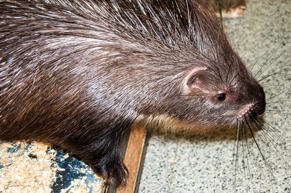 Porcupine at the Zoo — Stock Photo, Image