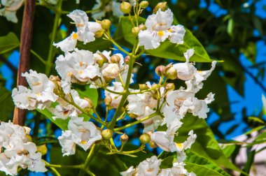 Bahar çiçek Katalpa