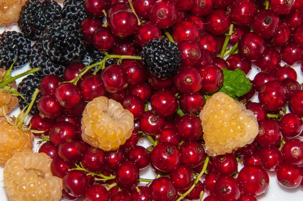 Framboises jaunes, groseilles rouges et mûres — Photo