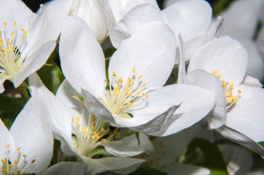 Bahar çiçeği elma ağaçlarının