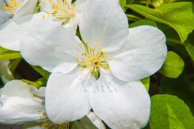 Bahar çiçeği elma ağaçlarının