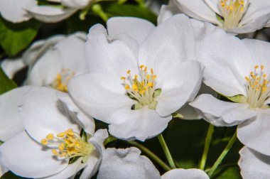 Bahar çiçeği elma ağaçlarının