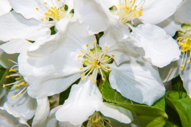 Bahar çiçeği elma ağaçlarının