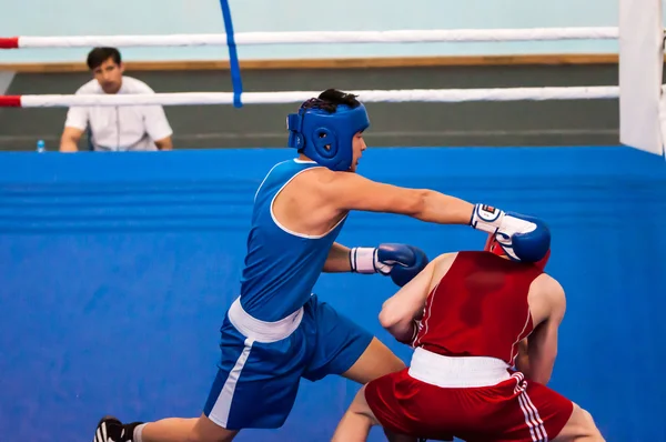 Kavga boksörler, Orenburg, Rusya Federasyonu — Stok fotoğraf