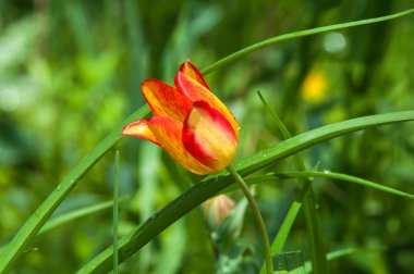 yağmurdan sonra Lale