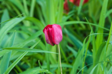 yağmurdan sonra Lale