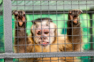 Capuchin içinde belgili tanımlık kafes