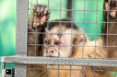 Capuchin içinde belgili tanımlık kafes