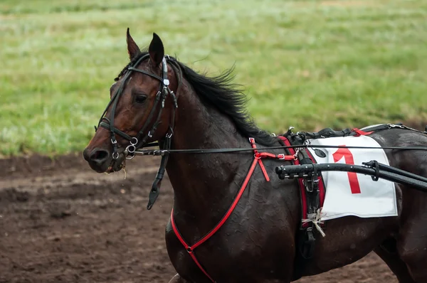 Carreras de caballos — Foto de Stock