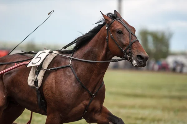 Course de chevaux — Photo