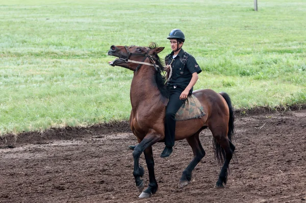 Course de chevaux . — Photo