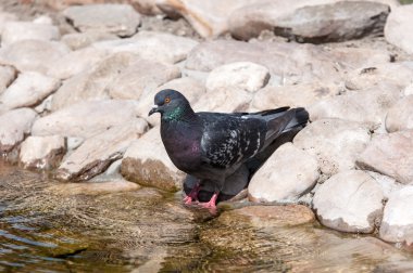 Kaya güvercini