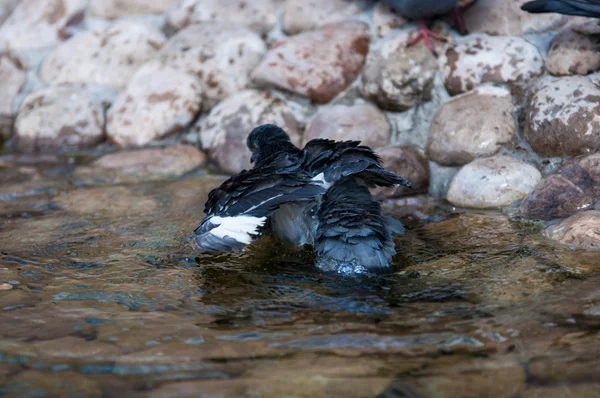 Kaya güvercini — Stok fotoğraf
