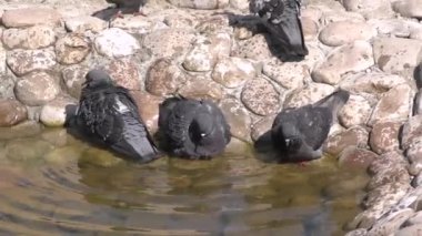 Su kenarındaki güvercin