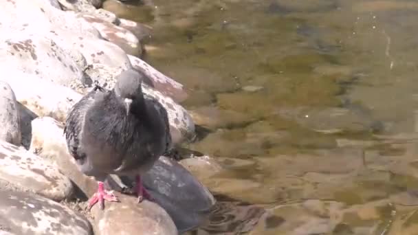 Palomas junto al agua — Vídeo de stock