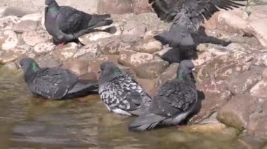 Su kenarındaki güvercin