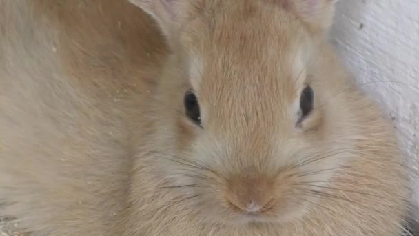 Маленький кролик — стокове відео