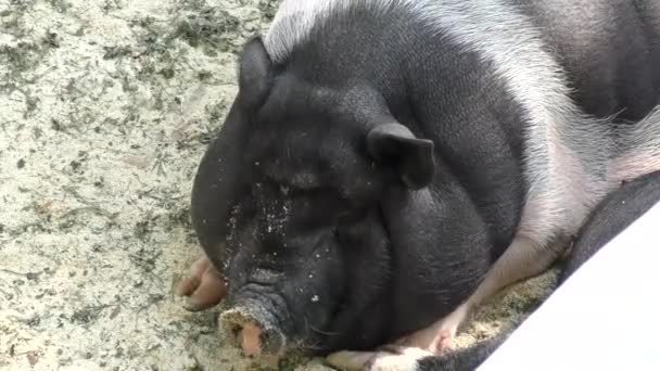 Schwein im Urlaub — Stockvideo