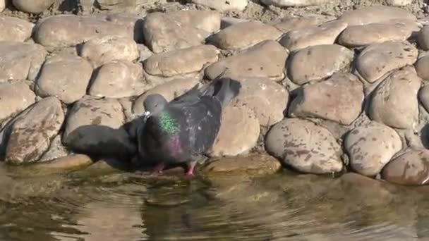 Taube trinkt Wasser — Stockvideo