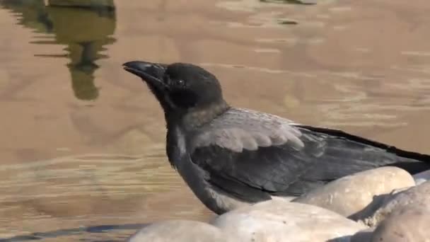 Krähe trinkt Wasser — Stockvideo