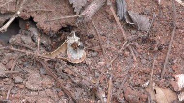 Karıncalar iş başında