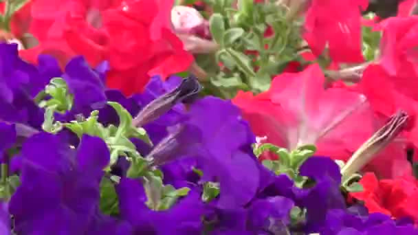 Bloemen petunia — Stockvideo