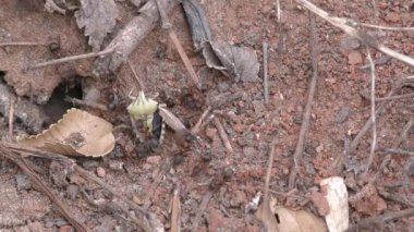 Karıncalar iş başında