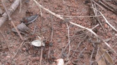 Karıncalar iş başında