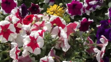 çiçekler Petunya