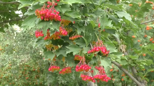 Kalina-Rot wiegt sich im Wind — Stockvideo