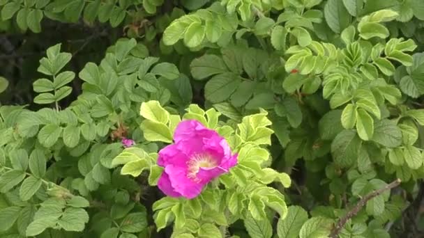 Red flower dog rose swaying in the wind — Stock Video