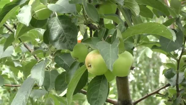 Rüzgarda sallanan elma — Stok video