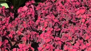 Koyu mor Coleus rüzgarda sways