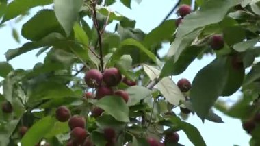 Rüzgarda sallanan yabani elma