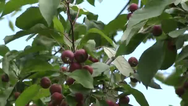 Дикие яблоки, качающиеся на ветру — стоковое видео