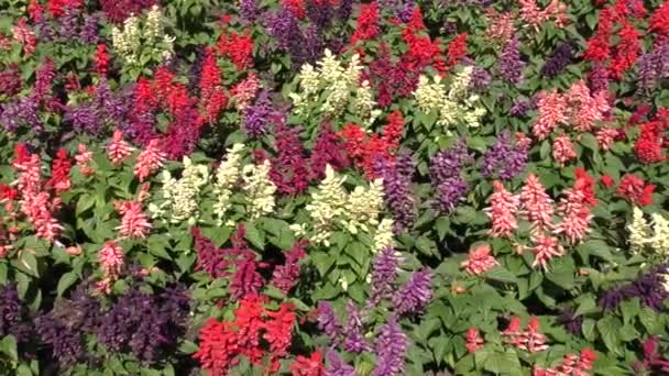 Leuchtend bunte Blumen, die im Wind schwanken — Stockvideo