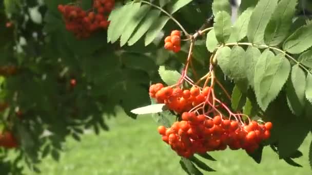 Röd ashberry gungar i vinden — Stockvideo