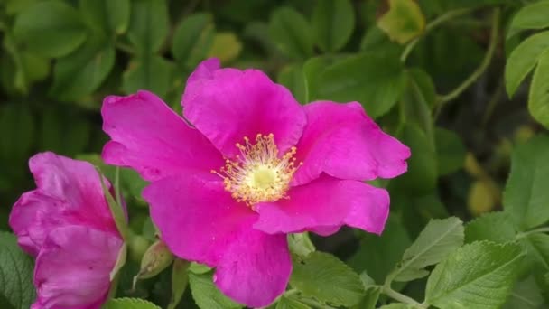 Red flower dog rose swaying in the wind — Stock Video