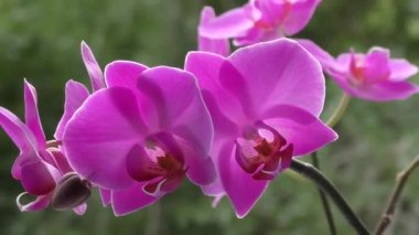 Mor orkide