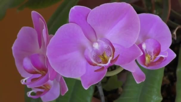 Орхидея фиолетовая — стоковое видео