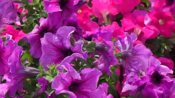 Flores Petunia — Vídeos de Stock