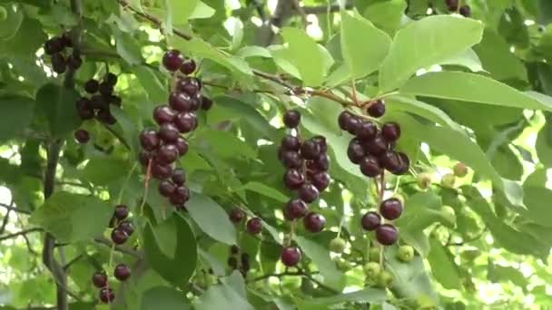 Oiseau sauvage cerise balancement dans le vent — Video